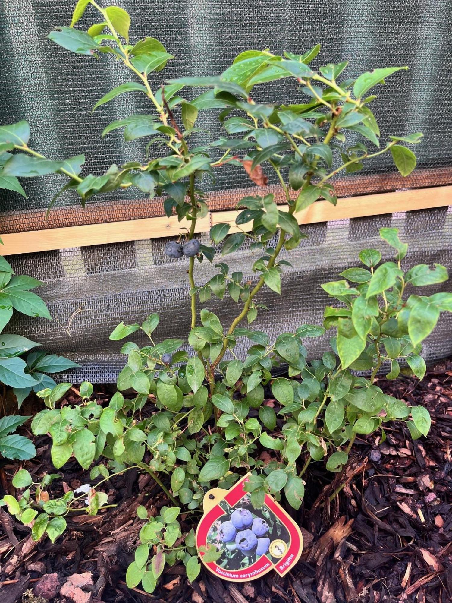 New City Centre Garden Apartment - Central Location プラハ エクステリア 写真