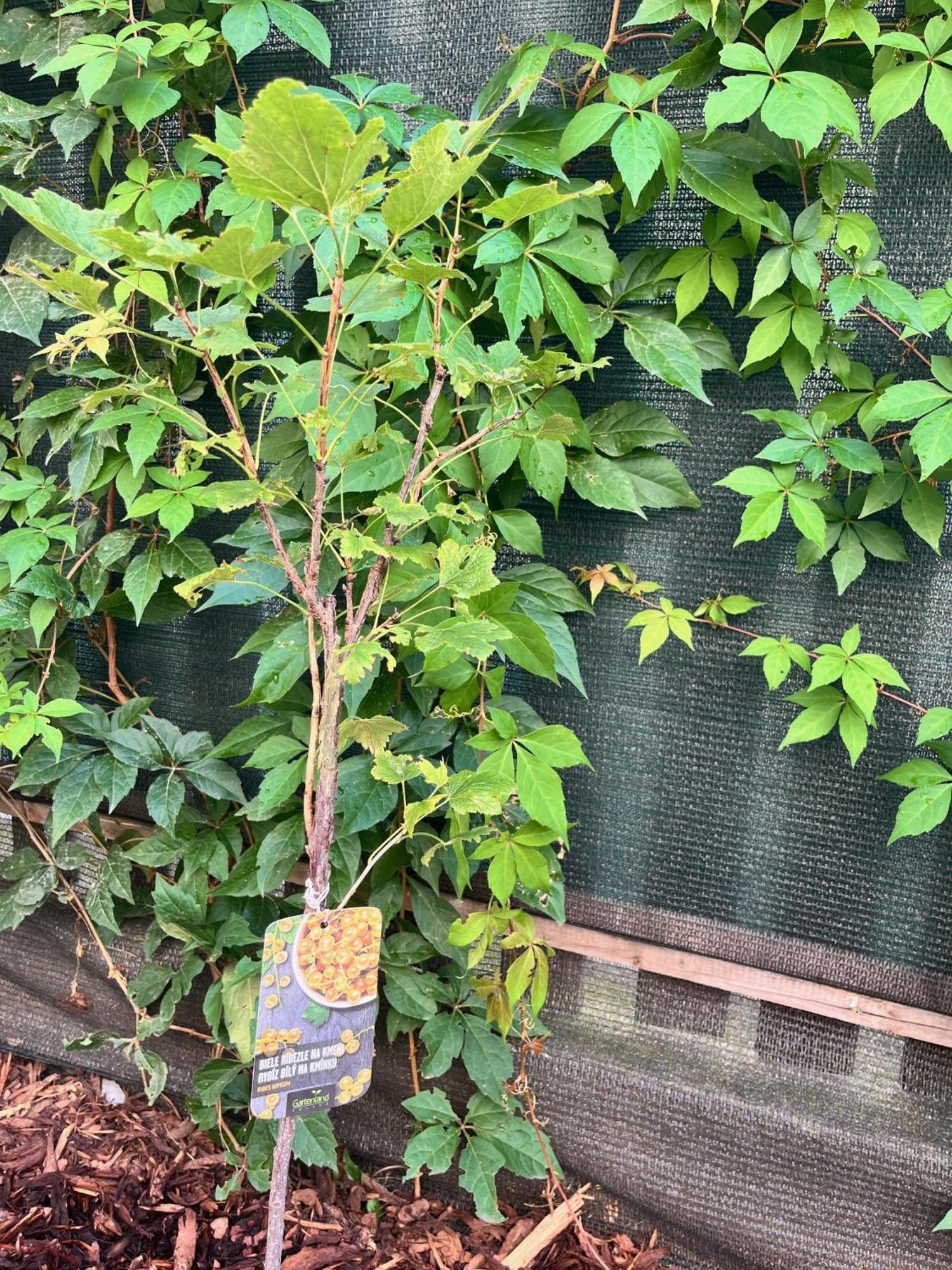 New City Centre Garden Apartment - Central Location プラハ エクステリア 写真